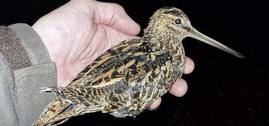 Bird Ringing