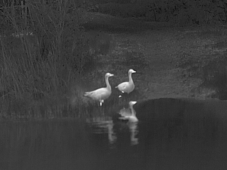 THERMAL IMAGING - Thermal4Birding
