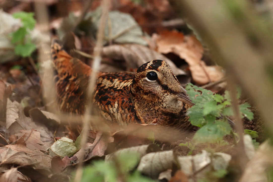 Thermal Imaging - Changing Conservation in the UK