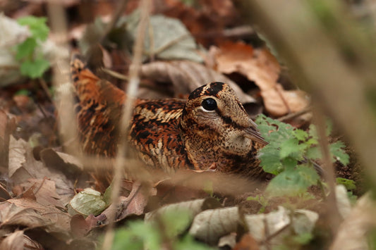Thermal Imaging - Changing Conservation in the UK
