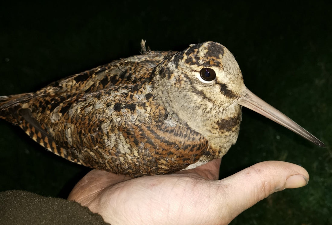The Pioneers of Thermal Technology for Bird Ringing and Surveying